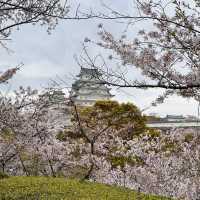 Sakura Magic at Himeji Castle