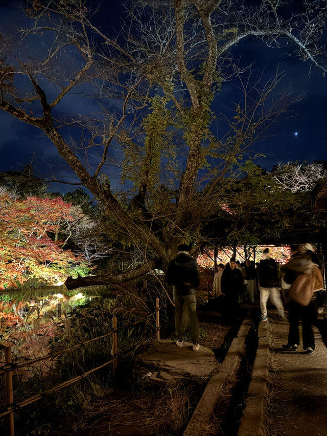 #紅葉實況 佐賀最美夜楓🍁🍂🌙🌌