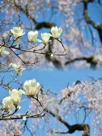 Serenity and Blossoms: A Hidden Gem at Himuro Shrine, Nara