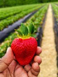 🍓🍓 Strawberry Picking Fun at Good Planet NZ