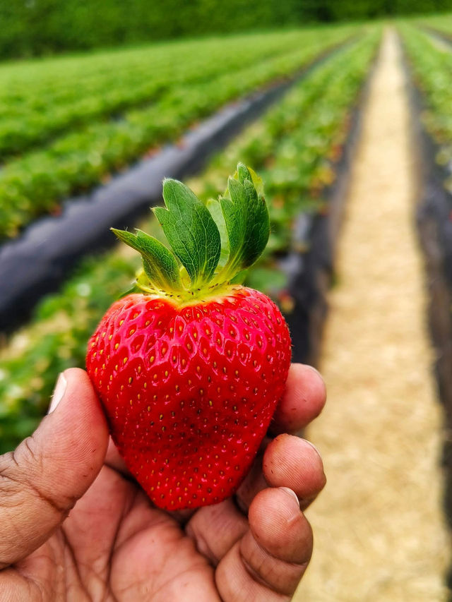 🍓🍓 Strawberry Picking Fun at Good Planet NZ