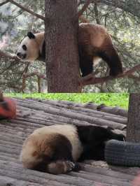 陝西丨西安秦嶺野生動物園看攻略