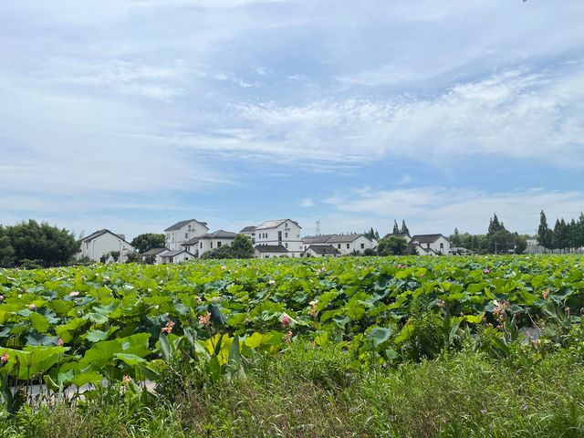 上海青西郊野公園｜上海避暑的水上自然園與綠野仙蹤