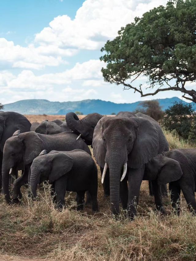 Exploring Serengeti National Park: A Wildlife Wonderland