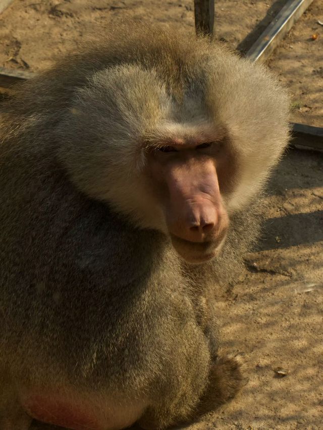 冬季反向遊 | 附汴京動物園互動遊玩攻略