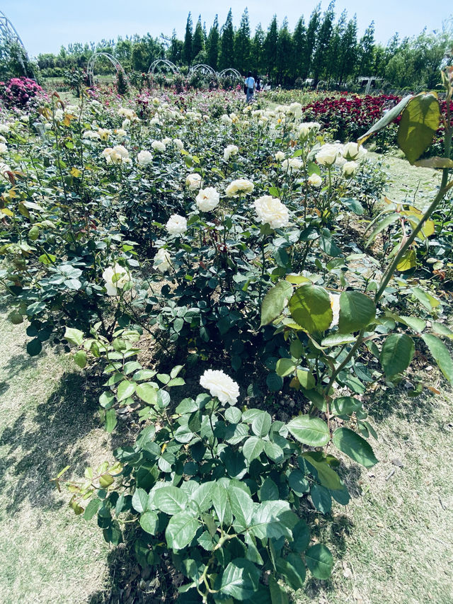 浙江·杭州灣海上花田景區