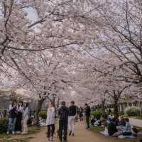 🇯🇵 Osaka castle park | Mesmerizing view of cherry blossom 🌸