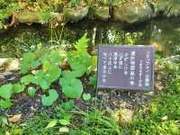 夏旅は京都へ行こう💠平安神宮『神苑』へ平安トリップ