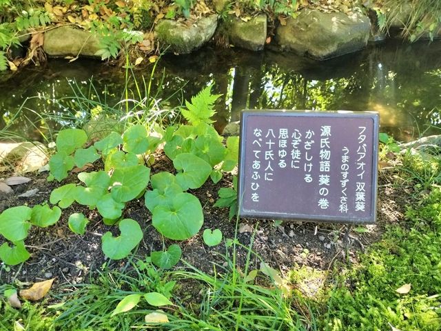 夏旅は京都へ行こう💠平安神宮『神苑』へ平安トリップ