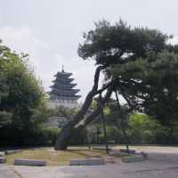 Timeless Beauty and Royal Ceremonies: Exploring Gyeongbokgung Palace!