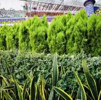 Purple Paradise: A Magical Day at Lavender Garden Cameron Highlands!