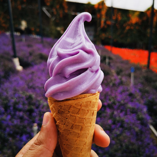 Purple Paradise: A Magical Day at Lavender Garden Cameron Highlands!