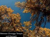 Best Autumn Viewing Experience 2/3 [Xiannairi Snow Mountain, Yading Nature Reserve]