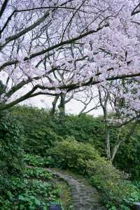 濟州島賞櫻花2-3日遊，跟著賞櫻地圖敞開遊！