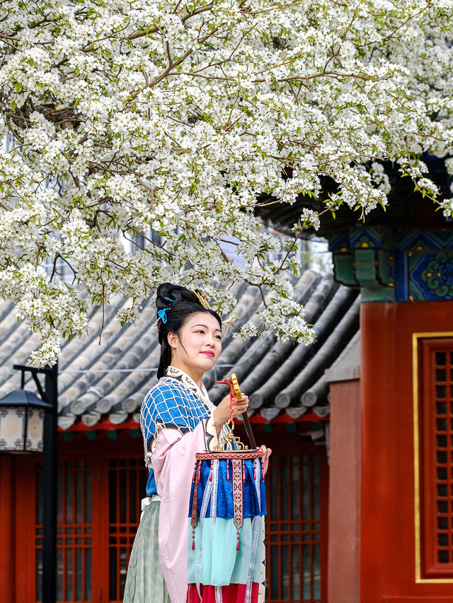 北京春季賞花，智化寺“三白”不容錯過