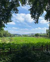 武漢植物園，夏日繡球花的浪漫拍照地！