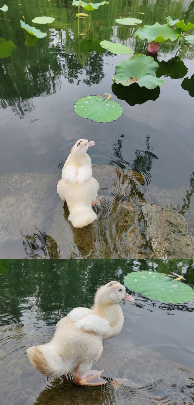 早上才是逛蘇州園林的好時候