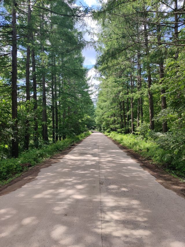 哈爾濱依蘭丹清河國家森林公園。