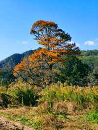 秋韻餘姚，自駕四明山。