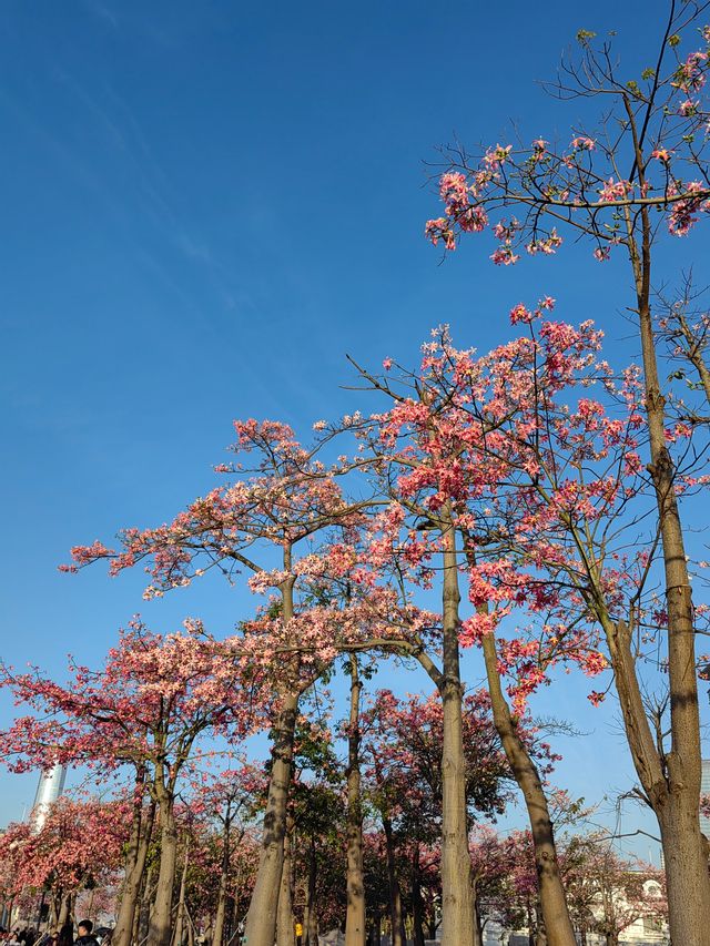 沒錯！冬天賞花當屬橫琴花海長廊。