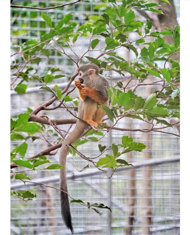 陽江福興動物園：城市中的自然樂園|