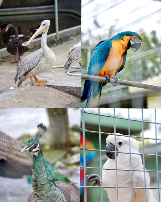 陽江福興動物園：城市中的自然樂園|