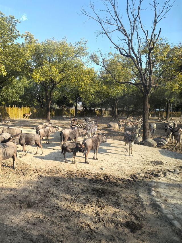 周末帶娃速逛上海野生動物園攻略，真不錯！