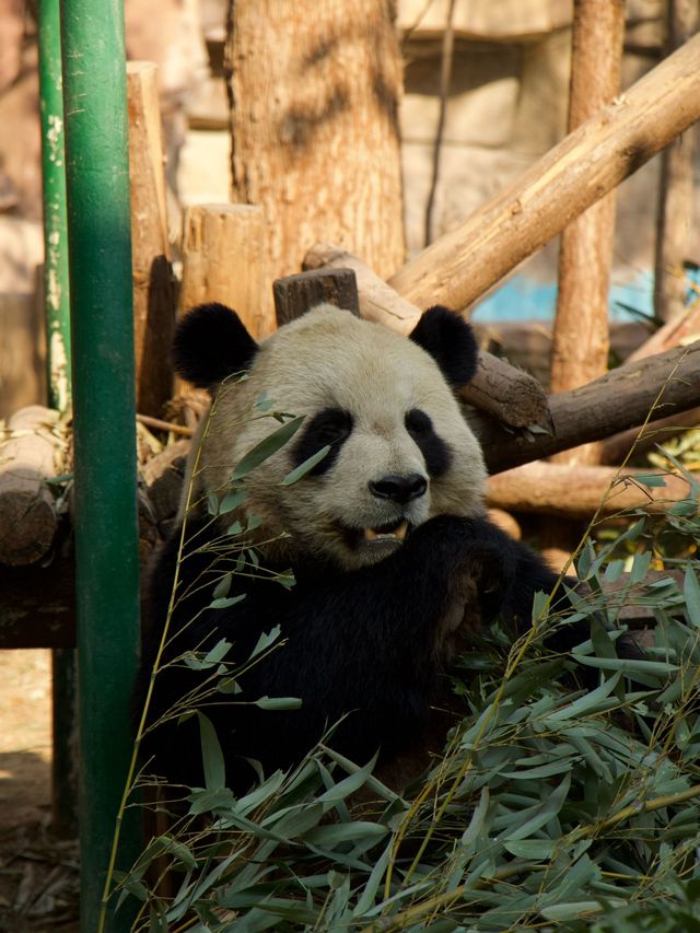 冬季反向目的地特色旅行好去處（附海南動物園攻略）