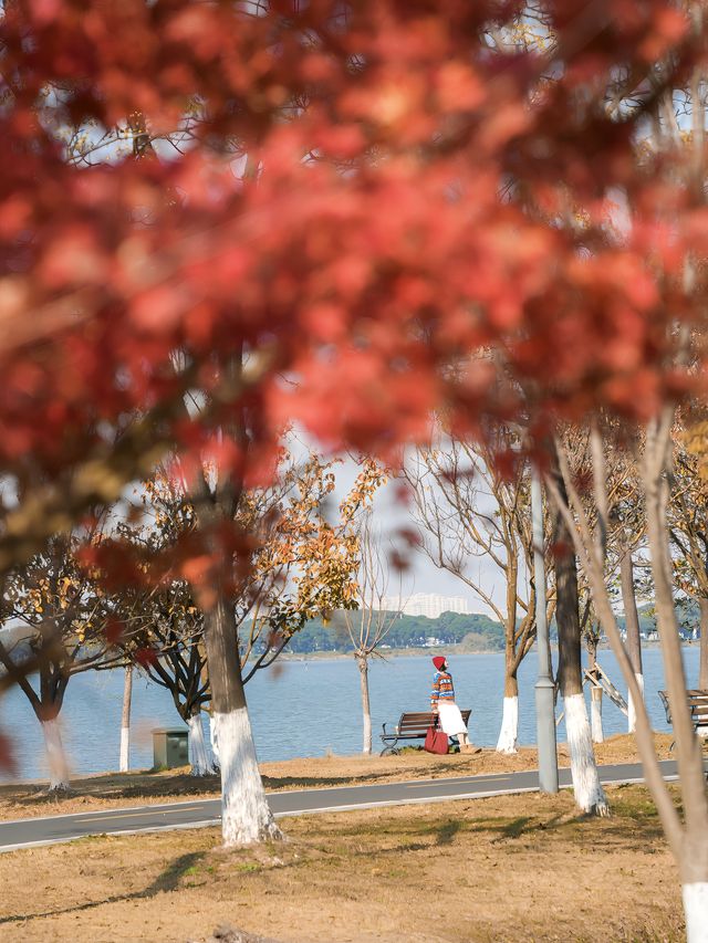 不擠蘇州園林，周邊人少景美賞秋拍照一日遊