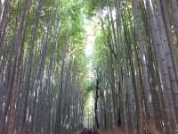 An enchanting moment at Arashiyama Bamboo Forest