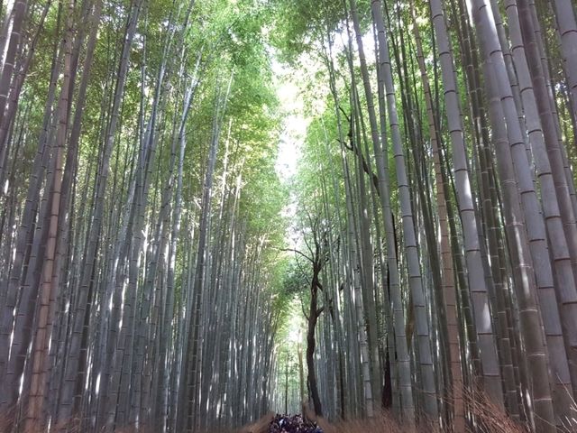 An enchanting moment at Arashiyama Bamboo Forest