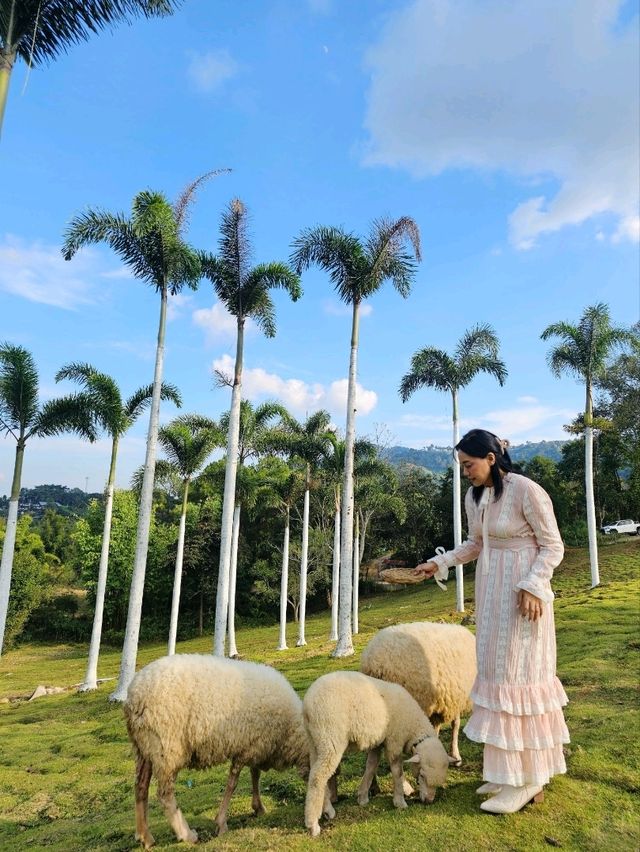 รีวิว...ที่เที่ยวใหม่แกะ🐏กล่อง..ม่อนแจ่ม