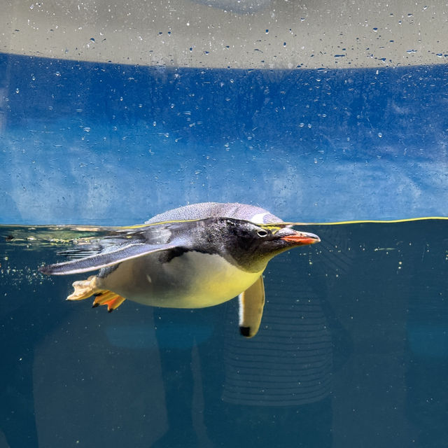 🌊 멜버른 바다 속으로! SEA LIFE 멜버른 수족관 