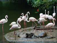  台北市立動物園：台灣最大且最具教育意義的生態樂園