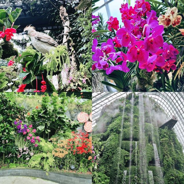 Orchid Haven Singapore