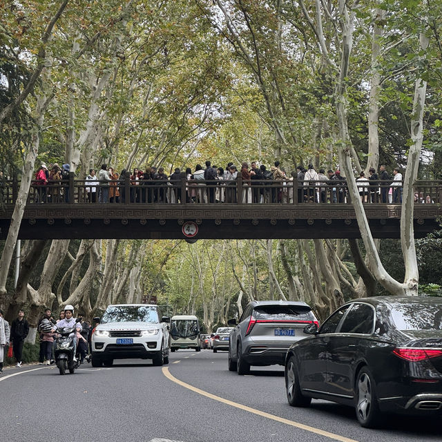 Beautiful Wutong Avenue in Nanjing