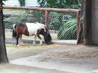 廣州動物園一遊。