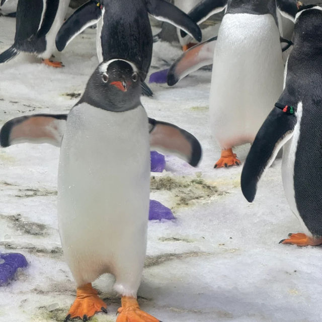 🌊🐧 Dive into an Underwater Wonderland at SEA LIFE Melbourne Aquarium! 🐠✨