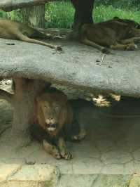 北京野生動物園