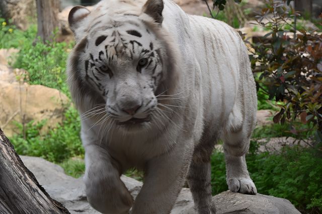 南京紅山森林動物園