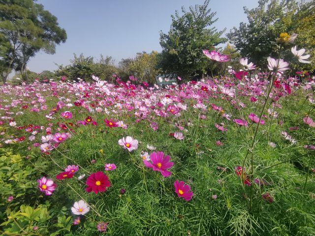 賞秋好去處，童夢樂園｜番禺區兒童公園