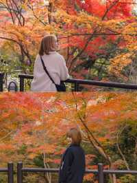 ใบไม้เปลี่ยนสีที่วัดน้ำใส Kiyomizu-Dera Temple 🍁