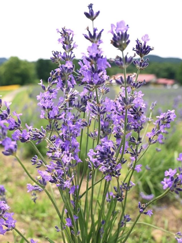 【三重】季節のお花が楽しめるハーブ園