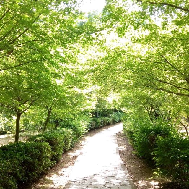 佐賀景點｜據說有神明居住的3000年大楠樹—佐賀武雄神社