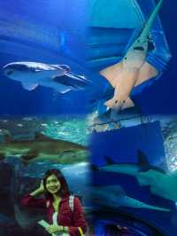 Exploring the Depths: A Cool Escape at SEA LIFE Bangkok Ocean World