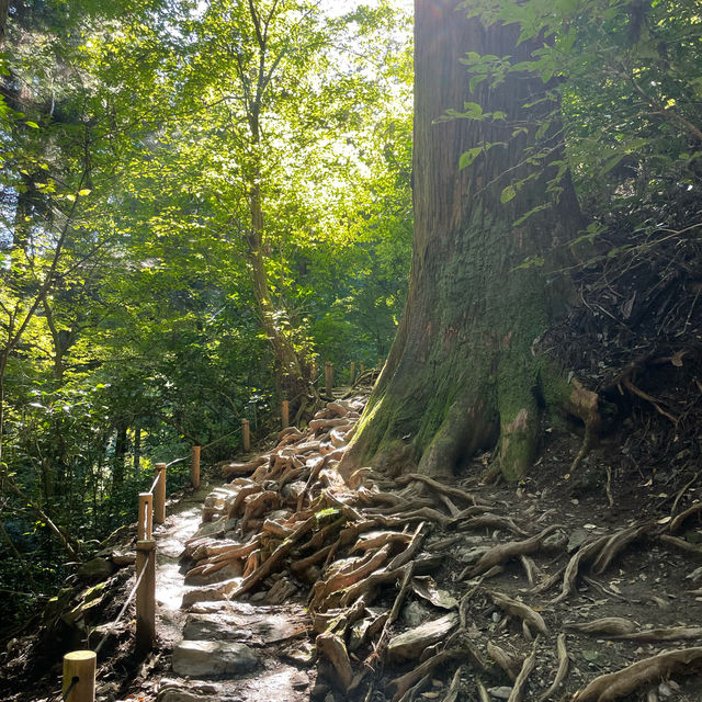 高尾山で登山⛰️