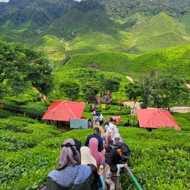 Fantastic scenic of cameron highland