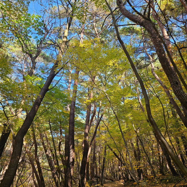 鷹峯山🐨秋色山野的自然🍂🏞️