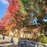 京都賞楓〔雪舟寺〕與〔天得院〕的靜謐之美