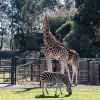 Wild Encounters: A Day at Melbourne Wildlife Park 